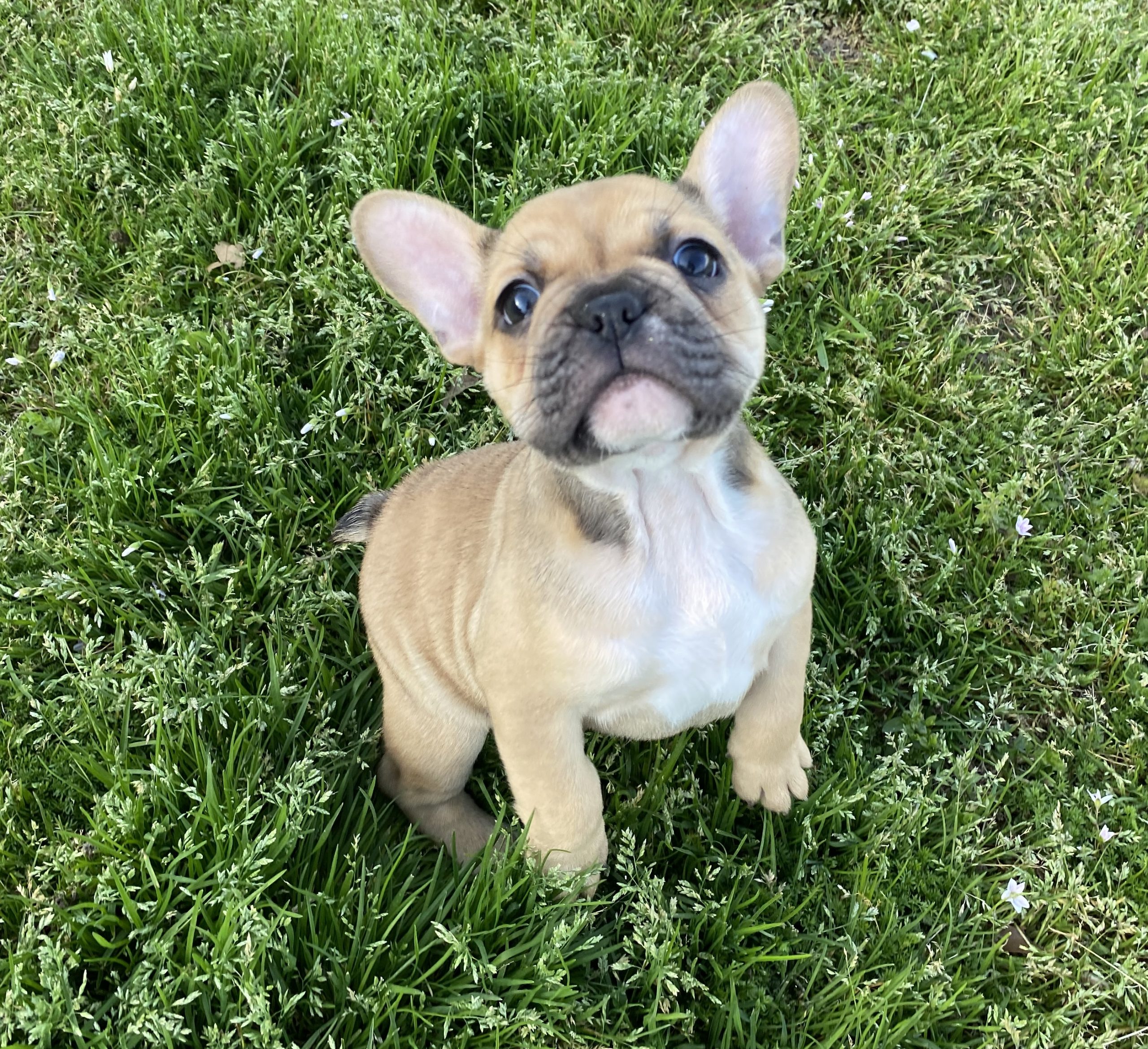 Past Puppies – Turbo Frenchies