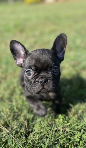 Available Puppies – Turbo Frenchies